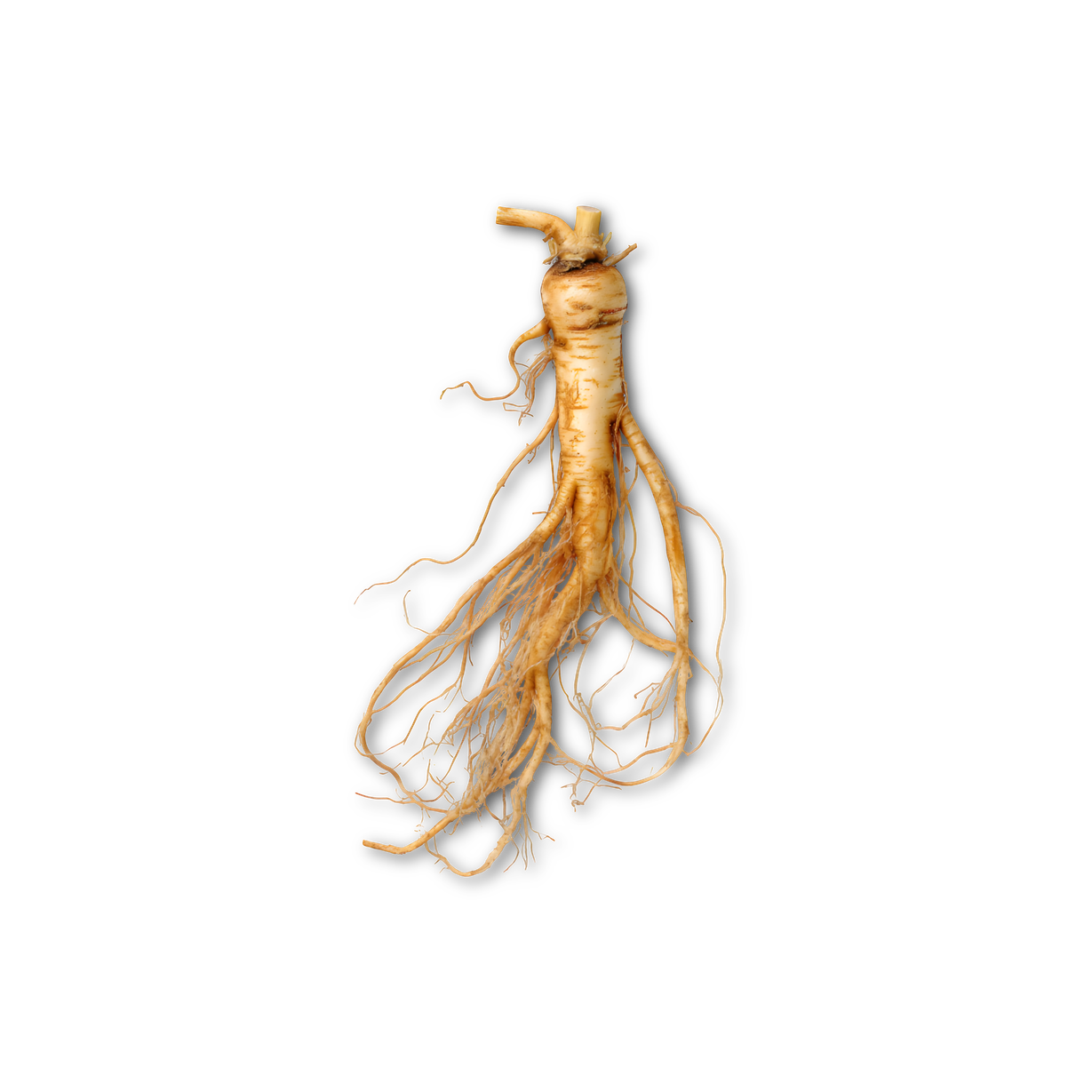 Botol SOKA Premium Oil dengan ginseng